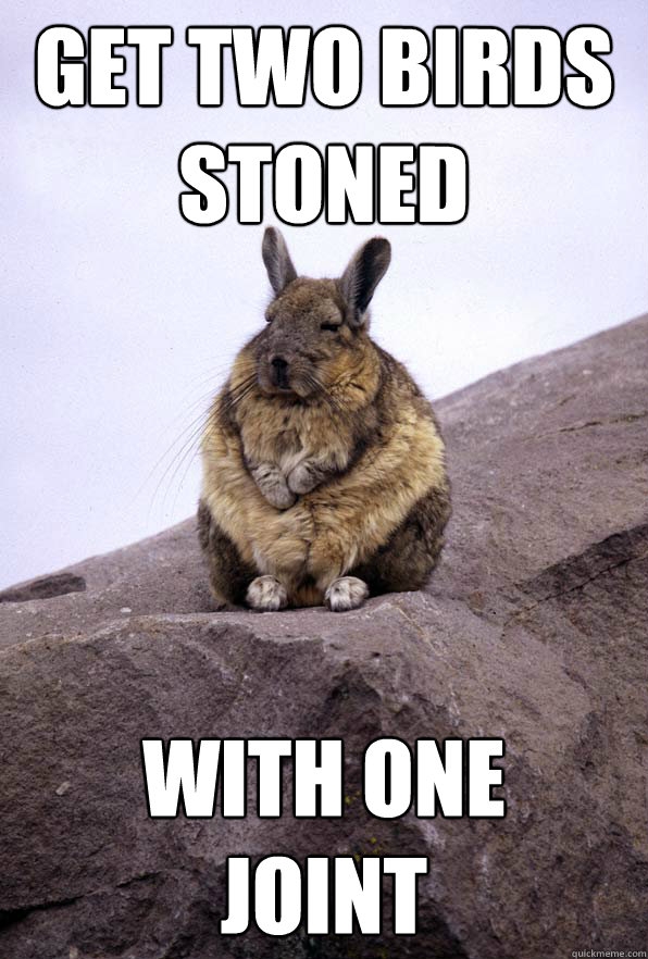 get two birds
stoned with one 
joint  Wise Wondering Viscacha