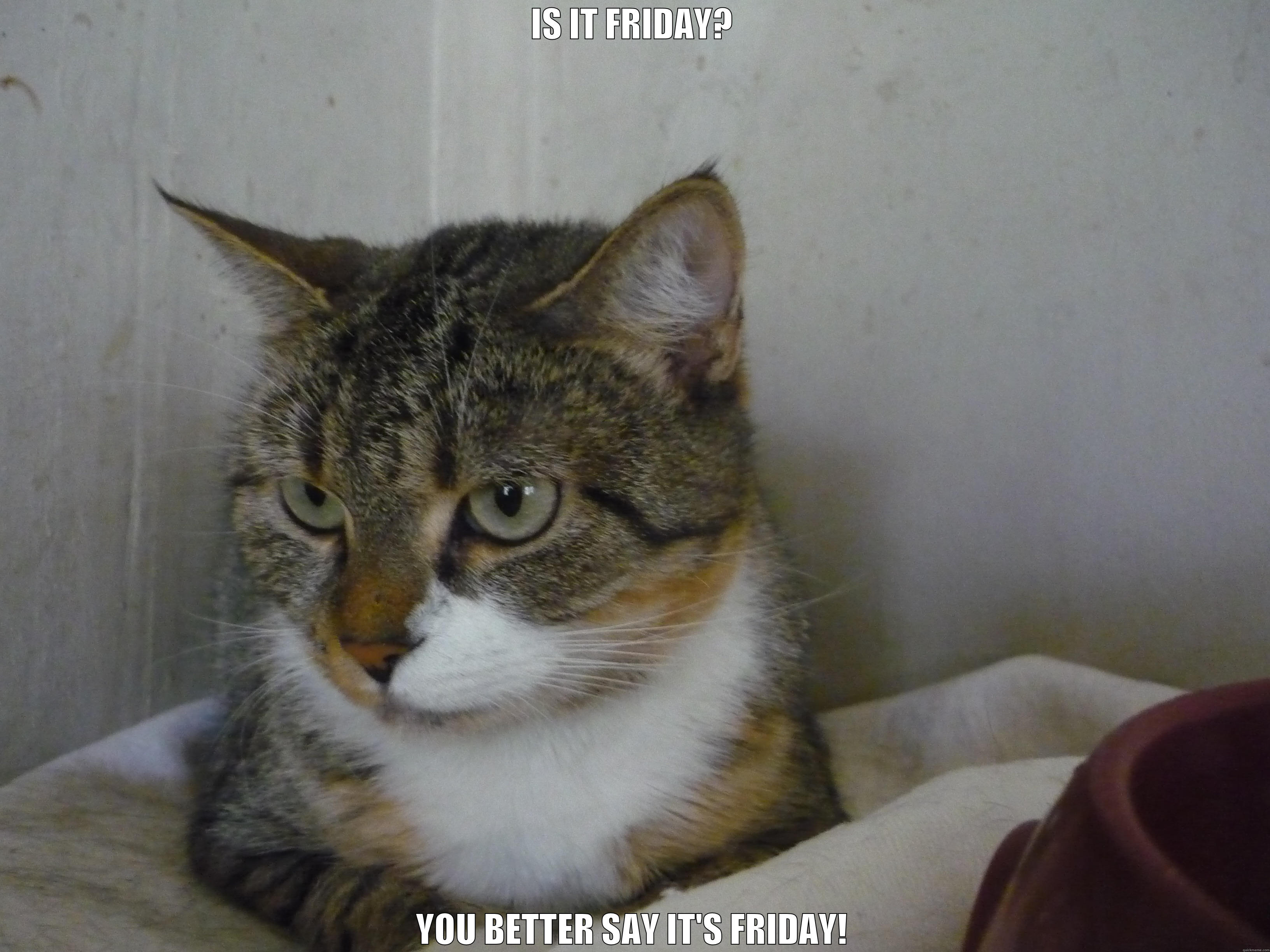 mad cat friday - IS IT FRIDAY? YOU BETTER SAY IT'S FRIDAY! Misc