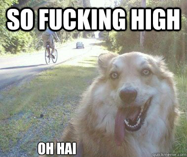 SO fucking high OH hai  10 Dog