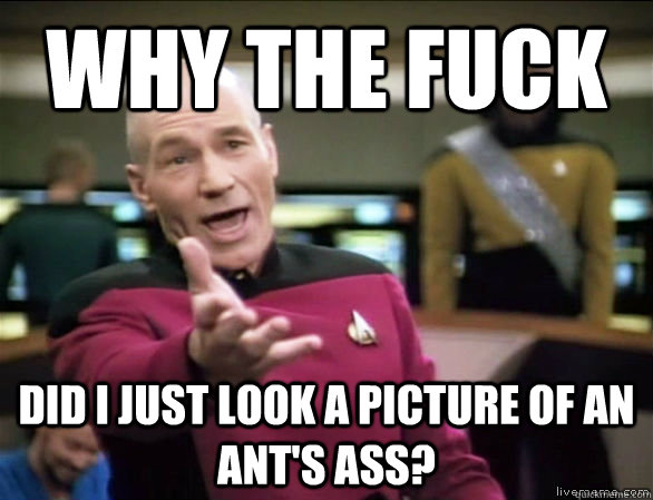 why the fuck did i just look a picture of an ant's ass?  Annoyed Picard HD