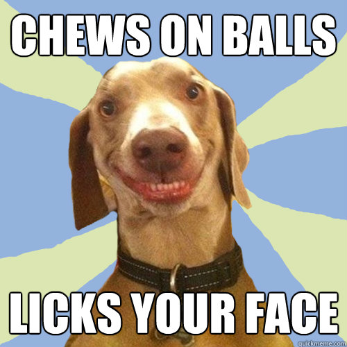 chews on balls licks your face  Disgusting Doggy