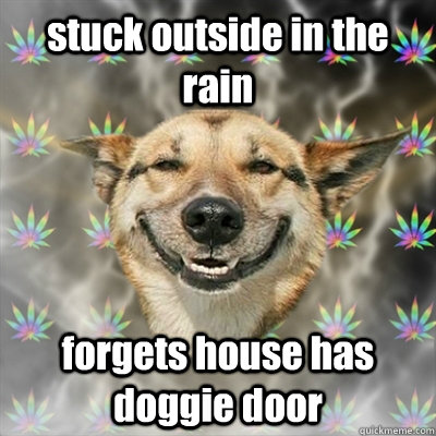 stuck outside in the rain  forgets house has doggie door  Stoner Dog