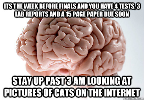 Its the week before finals and you have 4 tests, 3 lab reports and a 15 page paper due soon stay up past 3 am looking at pictures of cats on the internet  Scumbag Brain