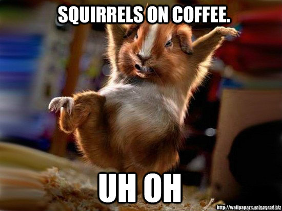 Squirrels on coffee. uh oh  Squirrel on coffee