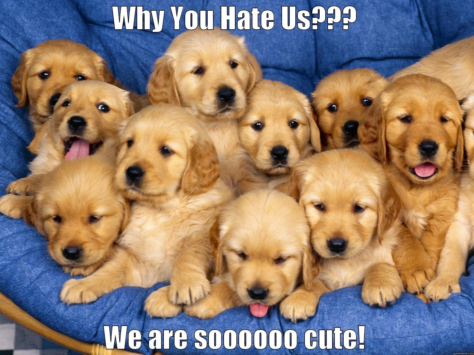 WHY YOU HATE US??? WE ARE SOOOOOO CUTE! Misc