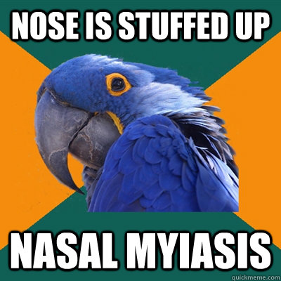 Nose is stuffed up Nasal myiasis - Nose is stuffed up Nasal myiasis  Paranoid Parrot