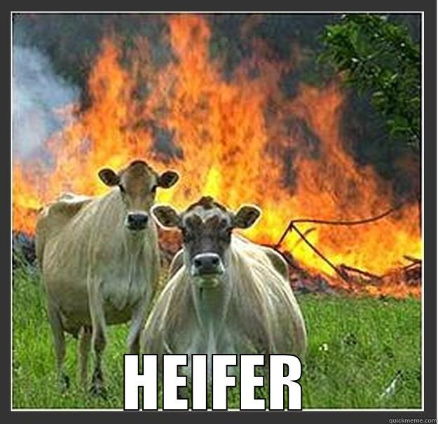 TOLD THEM FOOLS NOT TO MESS WITH THAT  -  HEIFER Evil cows