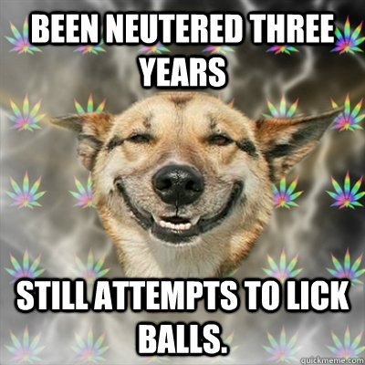 Been neutered three years Still attempts to lick balls.  Stoner Dog