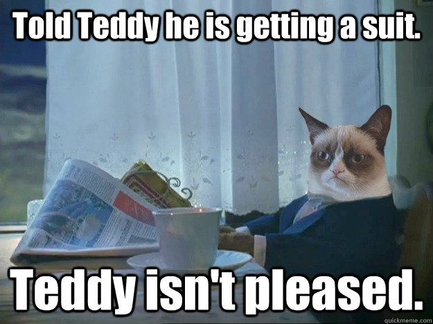 Told Teddy he is getting a suit. Teddy isn't pleased. - Told Teddy he is getting a suit. Teddy isn't pleased.  Grumpy Cat Thoughts