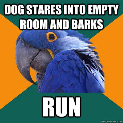 Dog stares into empty room and barks RUN  Paranoid Parrot