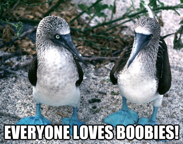  Everyone loves boobies! -  Everyone loves boobies!  ElektraKs meme