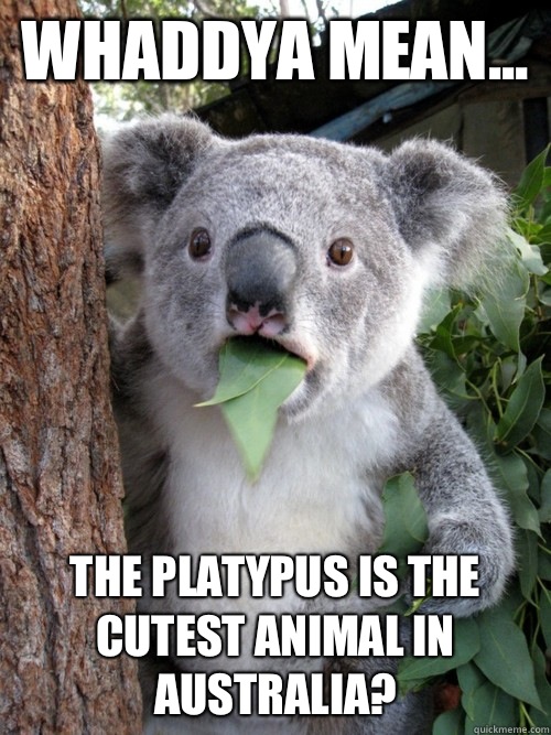 Whaddya mean... the platypus is the cutest animal in Australia? - Whaddya mean... the platypus is the cutest animal in Australia?  koala bear