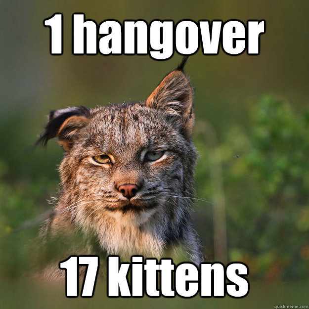 1 hangover 17 kittens  