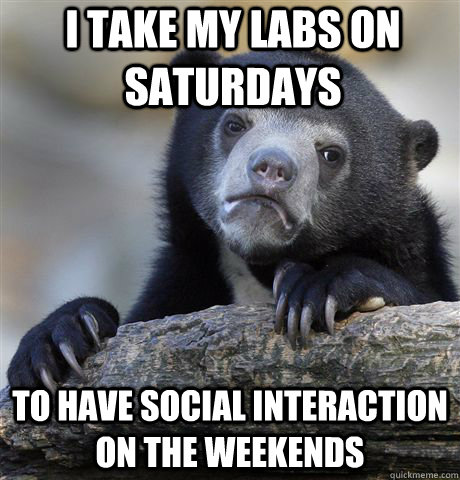 I take my labs on saturdays To have social interaction on the weekends  Confession Bear