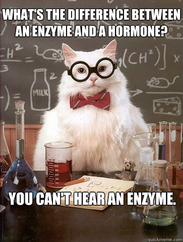 WHAT'S THE DIFFERENCE BETWEEN AN ENZYME AND A HORMONE? YOU CAN'T HEAR AN ENZYME.  Chemistry Cat