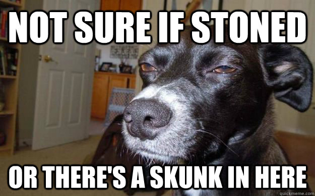 not sure if stoned or there's a skunk in here  Skeptical Mutt