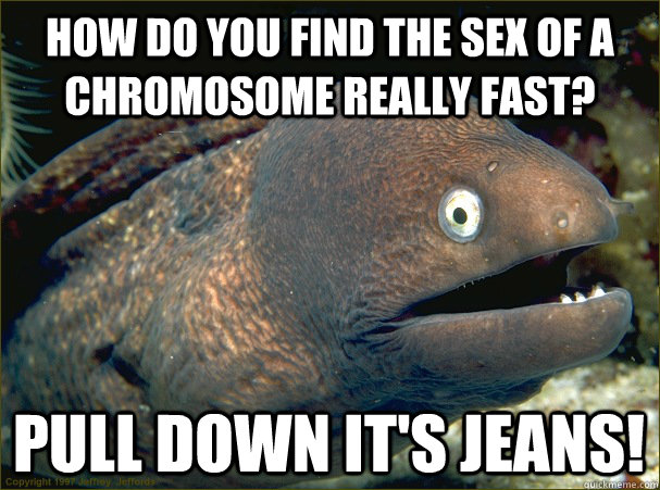 How do you find the sex of a chromosome really fast? Pull down it's jeans!  Bad Joke Eel