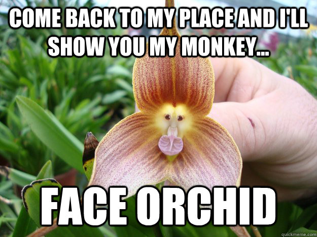 Come back to my place and I'll show you my Monkey... Face orchid  Monkey Face