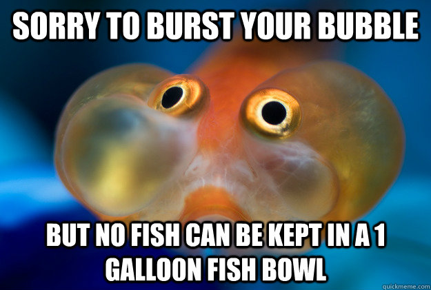 Sorry to burst your bubble but no fish can be kept in a 1 gallo0n fish bowl  big aquarium advice bubble eye