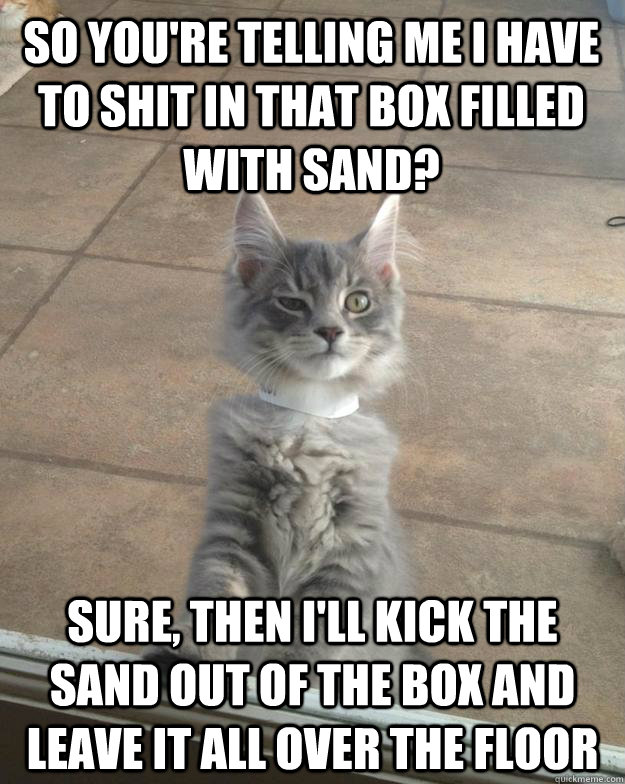 so you're telling me i have to shit in that box filled with sand? Sure, then i'll kick the sand out of the box and leave it all over the floor - so you're telling me i have to shit in that box filled with sand? Sure, then i'll kick the sand out of the box and leave it all over the floor  Skeptical Kitten