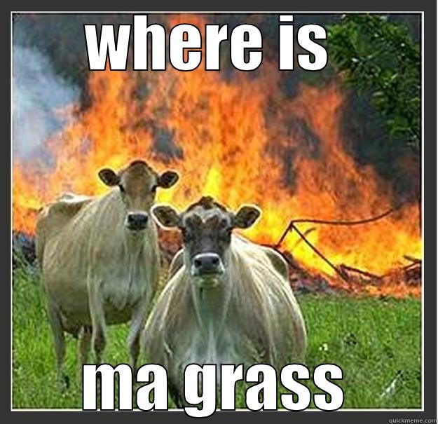 WHERE IS  MA GRASS Evil cows