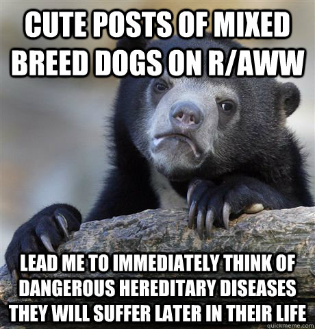 cute posts of mixed breed dogs on r/aww lead me to immediately think of dangerous hereditary diseases they will suffer later in their life - cute posts of mixed breed dogs on r/aww lead me to immediately think of dangerous hereditary diseases they will suffer later in their life  Confession Bear