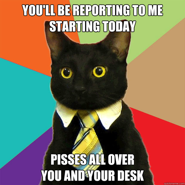 You'll be reporting to me
starting today Pisses all over
you and your desk  Business Cat