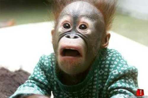   -    Shocked Orangutan