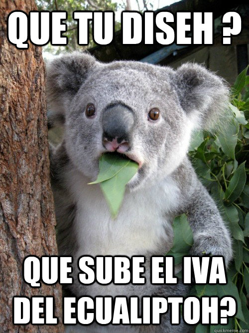 Que tu diseh ? que sube el iva del ecualiptoh?  koala bear