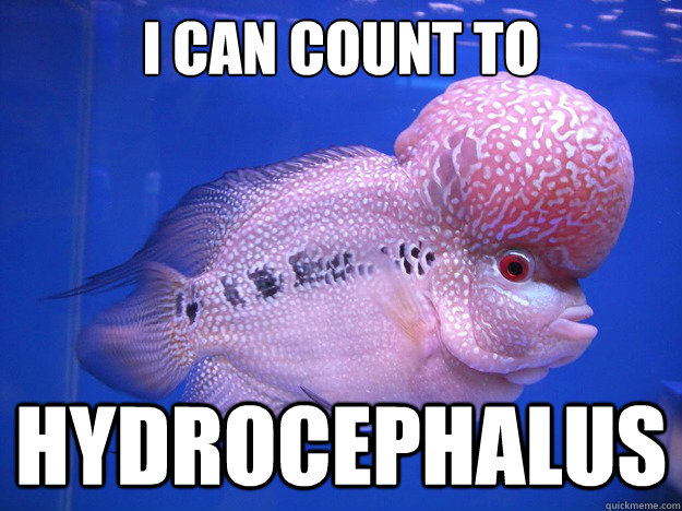 i can count to HYdrocephalus - i can count to HYdrocephalus  Hydrocaphalus fish