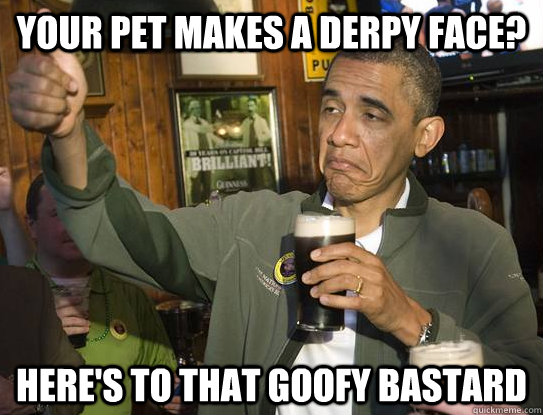 Your pet makes a derpy face? Here's to that goofy bastard  Upvoting Obama