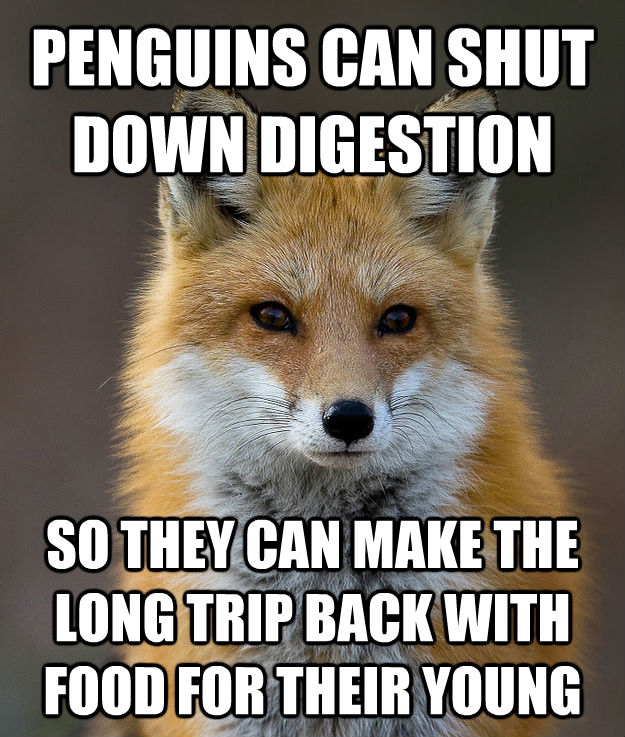 PENGUINS CAN SHUT DOWN DIGESTION  SO THEY CAN MAKE THE LONG TRIP BACK WITH FOOD FOR THEIR YOUNG  Fun Fact Fox