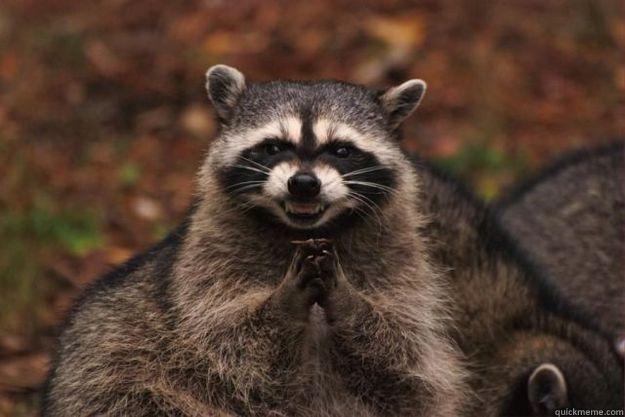  EXCELLENT  Evil Plotting Raccoon