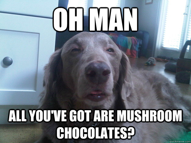 Oh man All you've got are mushroom chocolates?  10 Dog