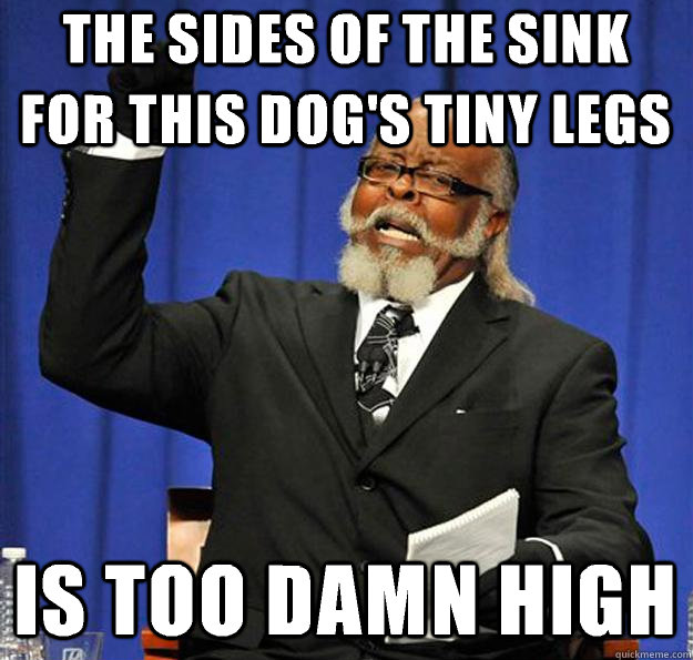 The sides of the sink for this dog's tiny legs Is too damn high - The sides of the sink for this dog's tiny legs Is too damn high  Jimmy McMillan