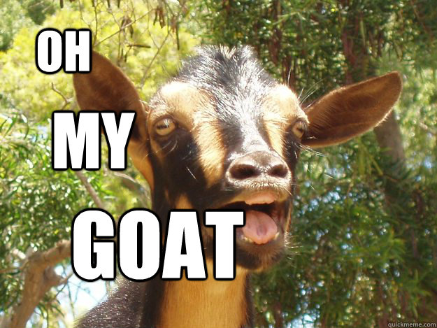 oh my goat - oh my goat  surprise goat