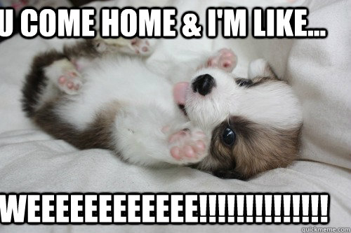 U come home & i'm like... Weeeeeeeeeeee!!!!!!!!!!!!!! - U come home & i'm like... Weeeeeeeeeeee!!!!!!!!!!!!!!  Ecstatic Puppy