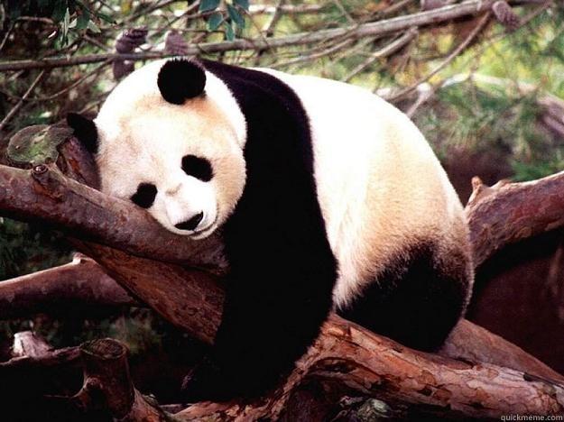 HARD WORKING PANDA -   Procrastination Panda