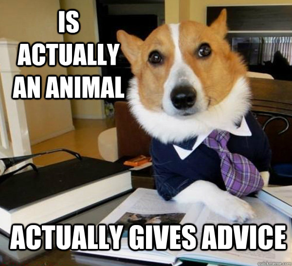 Is actually an animal Actually gives advice  Lawyer Dog