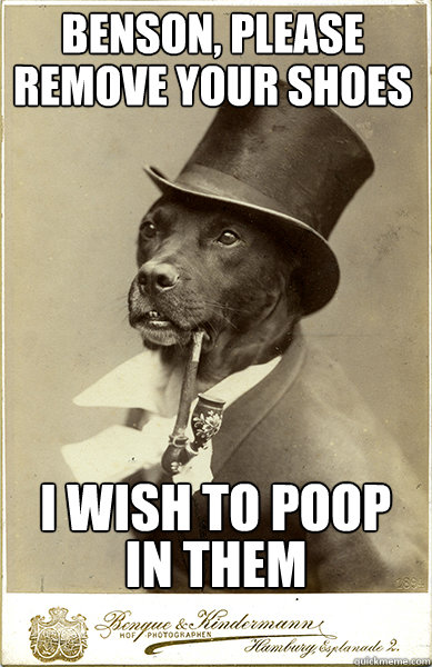 benson, please i wish to poop remove your shoes in them - benson, please i wish to poop remove your shoes in them  Old Money Dog