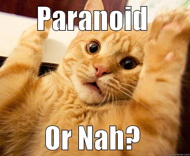 sketchy cat - PARANOID OR NAH? Misc