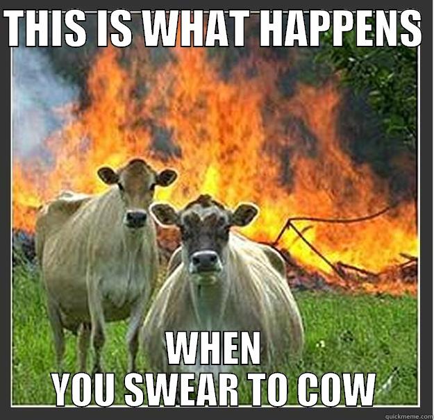 THIS IS WHAT HAPPENS  WHEN YOU SWEAR TO COW Evil cows