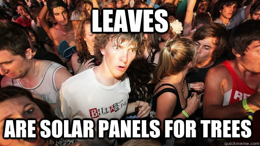 Leaves Are solar panels for trees  Sudden Clarity Clarence