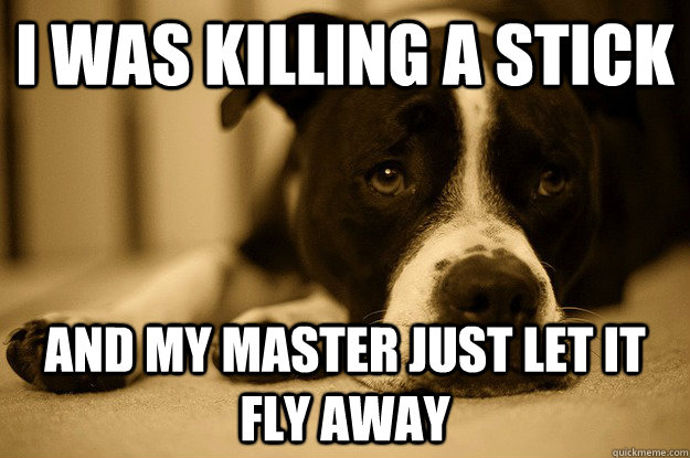 I was killing a stick and my master just let it fly away  