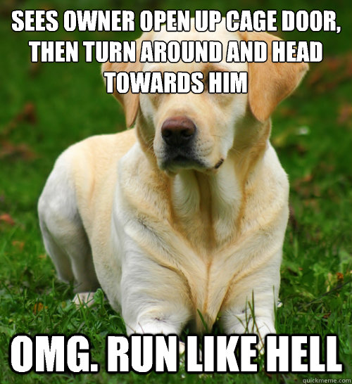 Sees owner open up cage door, then turn around and head towards him Omg. Run like hell  Dog Logic