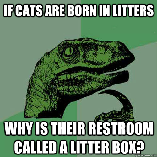 if cats are born in litters why is their restroom called a litter box? - if cats are born in litters why is their restroom called a litter box?  Philosoraptor