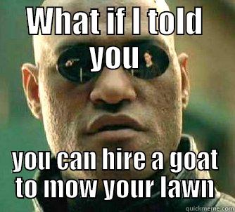 morpheus goat - WHAT IF I TOLD YOU YOU CAN HIRE A GOAT TO MOW YOUR LAWN Matrix Morpheus