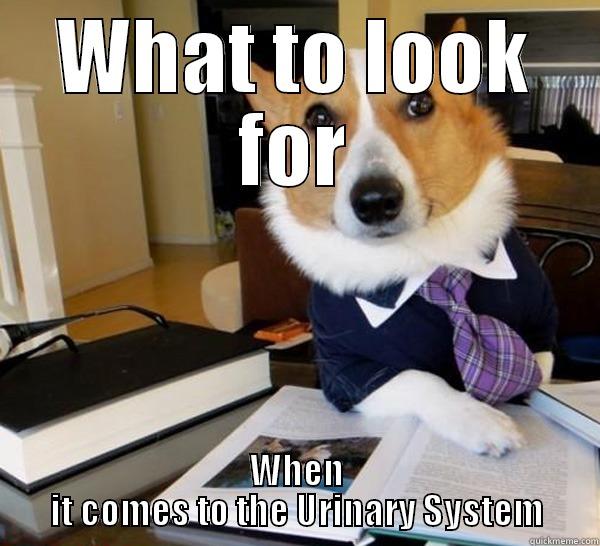 WHAT TO LOOK FOR WHEN IT COMES TO THE URINARY SYSTEM Lawyer Dog