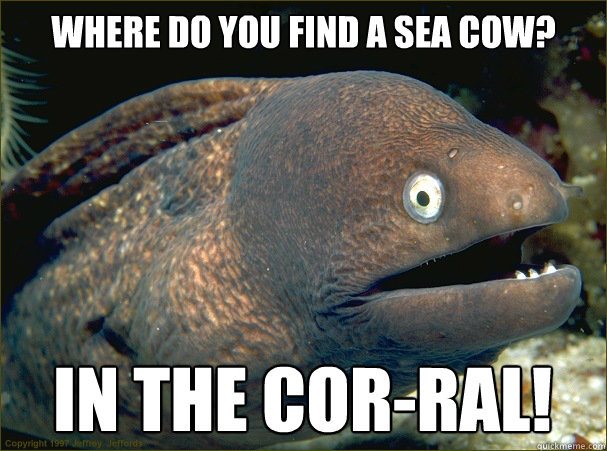 Where do you find a sea cow? in the cor-ral!  Bad Joke Eel