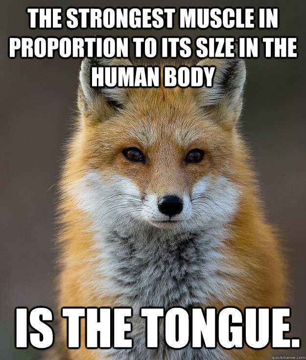 The strongest muscle in proportion to its size in the human body  is the tongue.   Fun Fact Fox